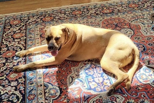 MAGGIE!  COURTESY POST - Boxer / Beagle available for adoption
