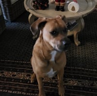 Maggie!  Courtesy Post - Photo 3