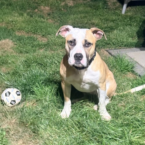 ROXY - American Staffordshire Terrier available for adoption