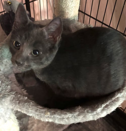 STELLA - Domestic Short Hair available for adoption