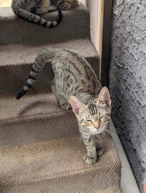 DOT - Tabby / Domestic Short Hair available for adoption