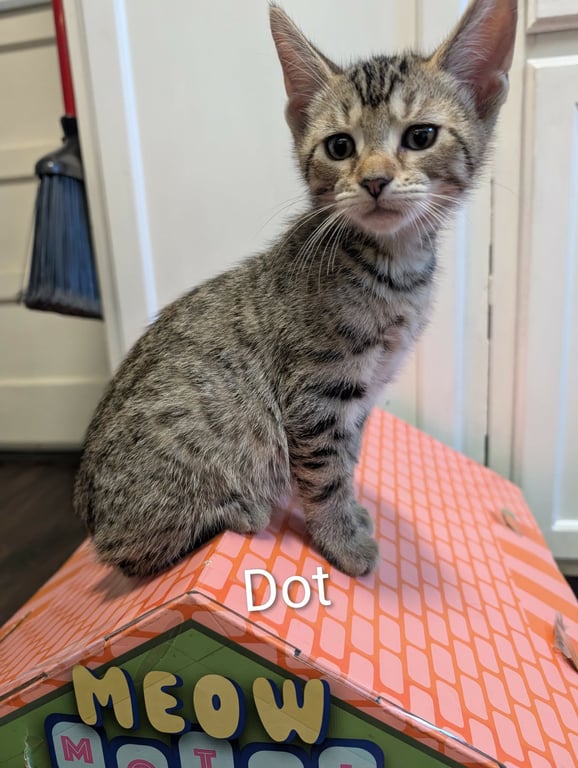 Dot Image