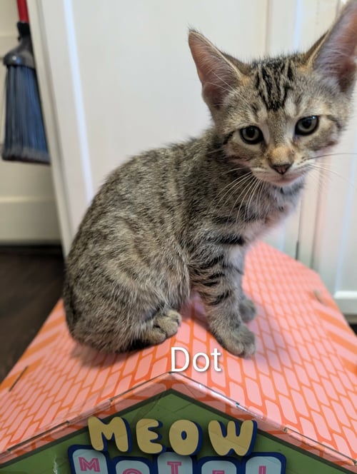 DOT - Tabby / Domestic Short Hair available for adoption