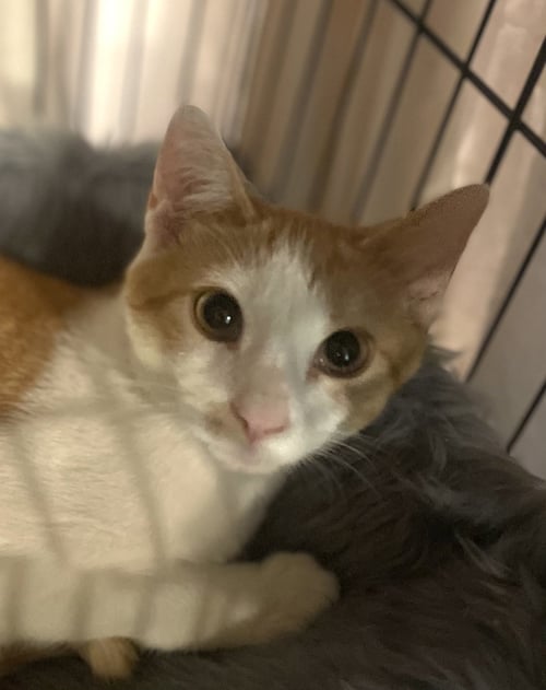 STITCH - Domestic Short Hair for adoption in Reading