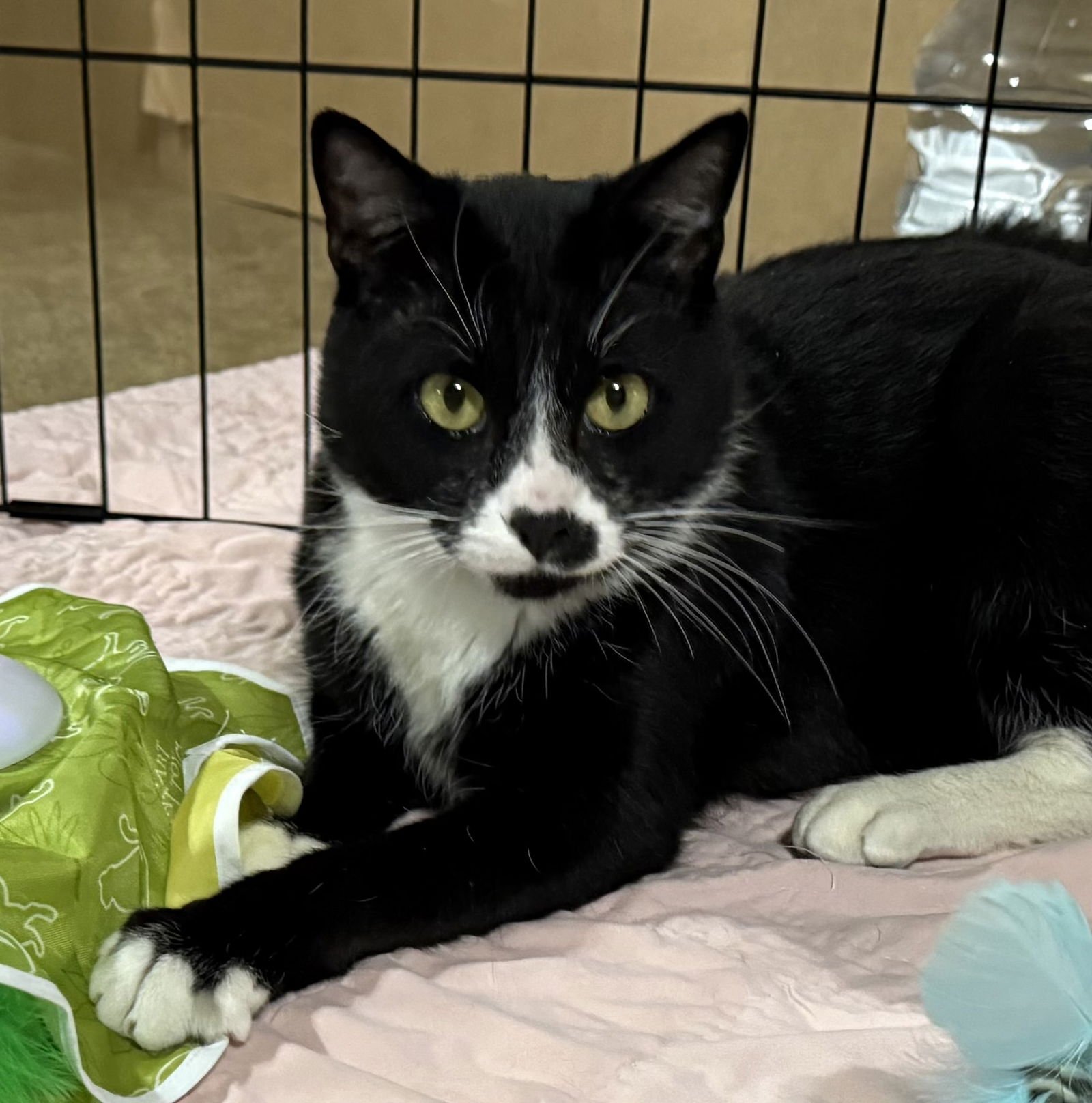 BOREAS - Domestic Short Hair / Tuxedo for adoption in Reading