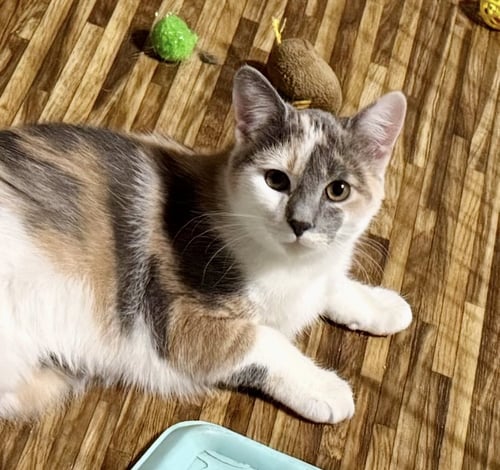 BLOSSOM - Dilute Calico / Domestic Short Hair for adoption in Reading