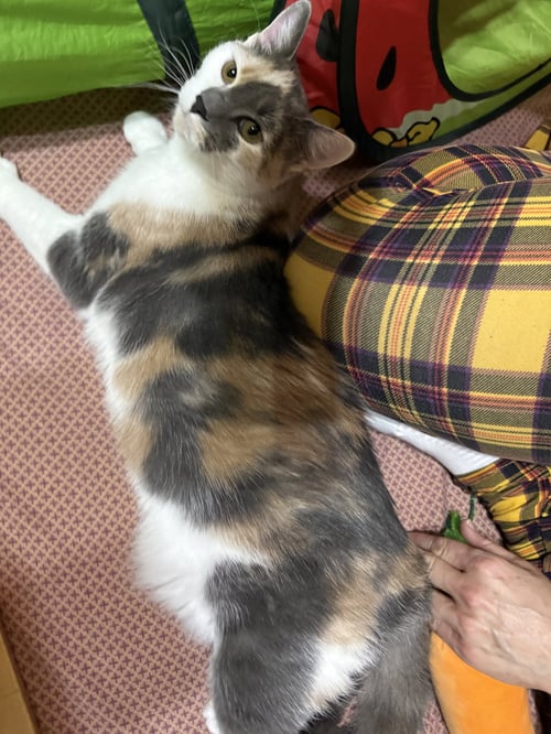 BLOSSOM - Dilute Calico / Domestic Short Hair available for adoption