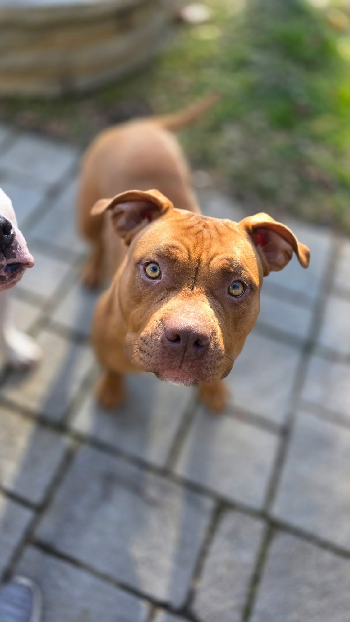 DAISY - American Staffordshire Terrier / Bulldog available for adoption