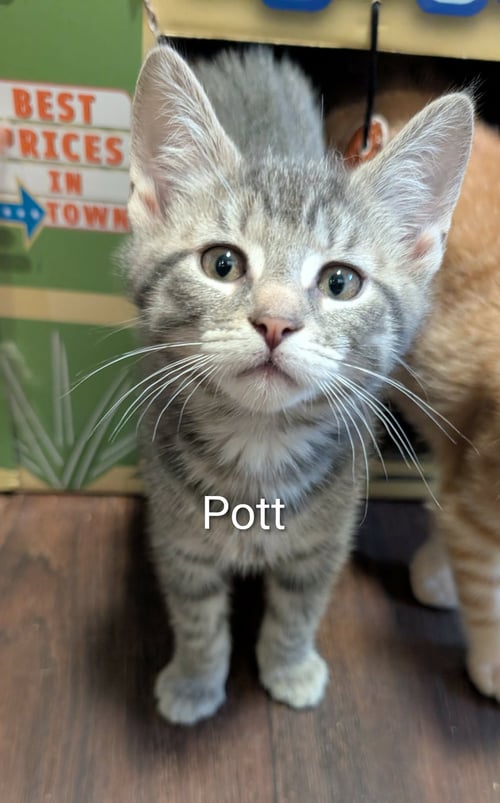 POTT - Tabby / Domestic Short Hair available for adoption