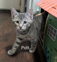 Pott - Photo 2