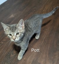 Pott - Photo 3