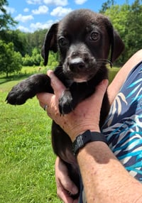 Arlo - Photo 2