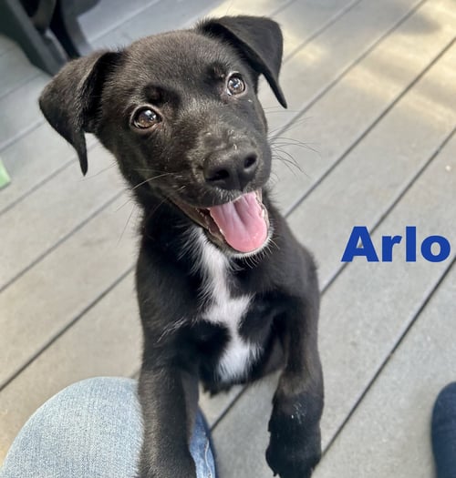 ARLO - Border Collie / Hound for adoption in Allentown