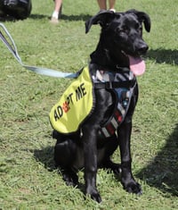 Arlo - Photo 1