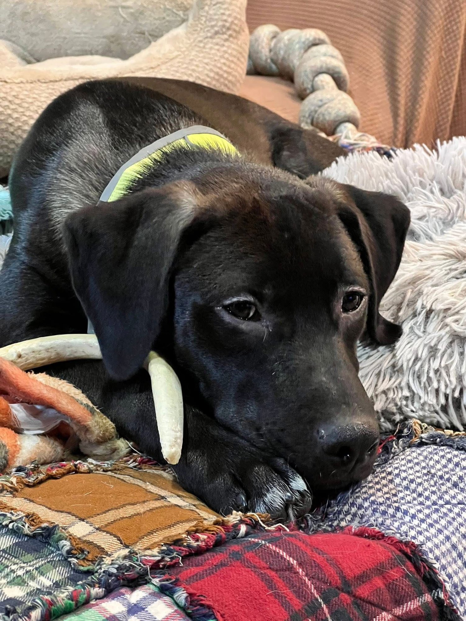 ELI - Black Labrador Retriever / Hound available for adoption