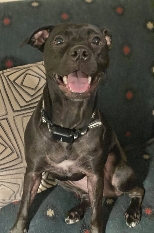 Dixie Image