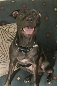 Dixie - Photo 1