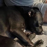Dixie - Photo 2
