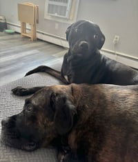 Dixie - Photo 4