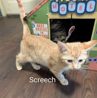 Screech - Photo 3