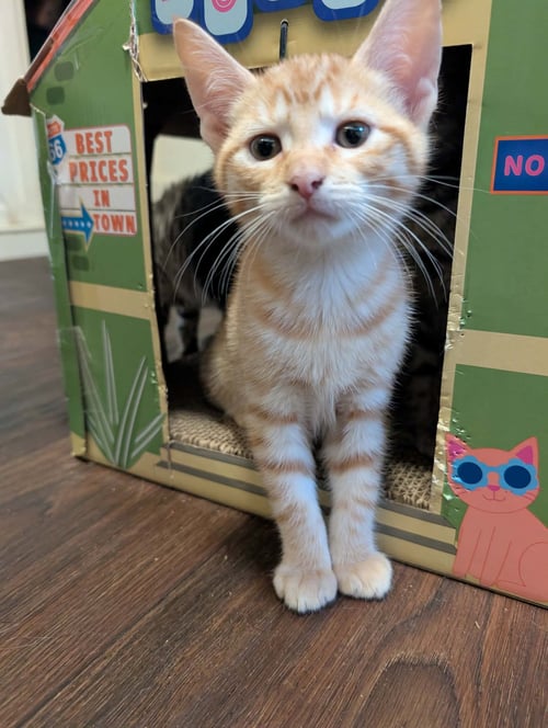 SCREECH - Tabby / Domestic Short Hair available for adoption