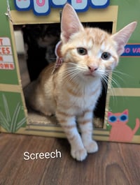 Screech - Photo 2