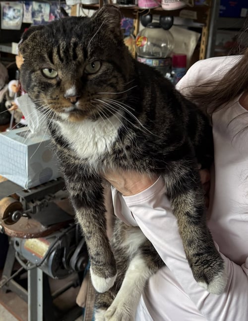 FRANK SINATRA - Tabby / Domestic Short Hair for adoption in Reading