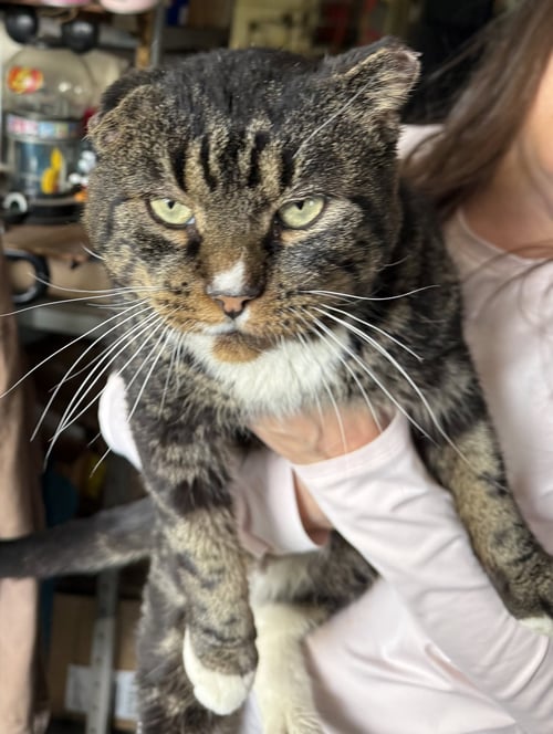 FRANK SINATRA - Tabby / Domestic Short Hair for adoption in Reading