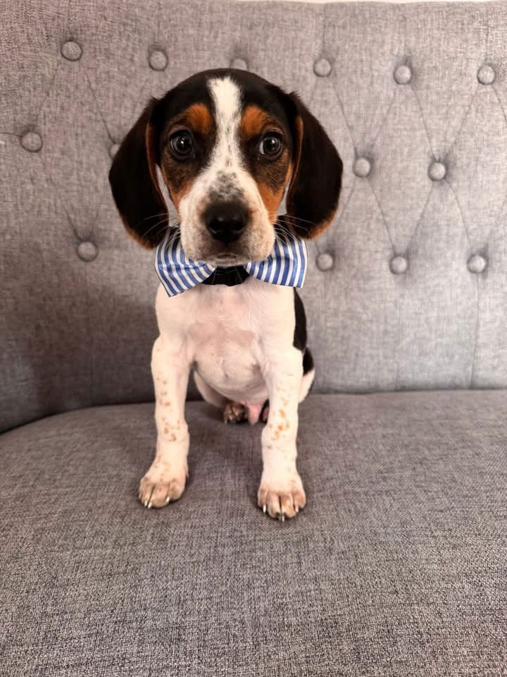 BENNY- APPLICATION PENDING - Beagle / Basset Hound available for adoption