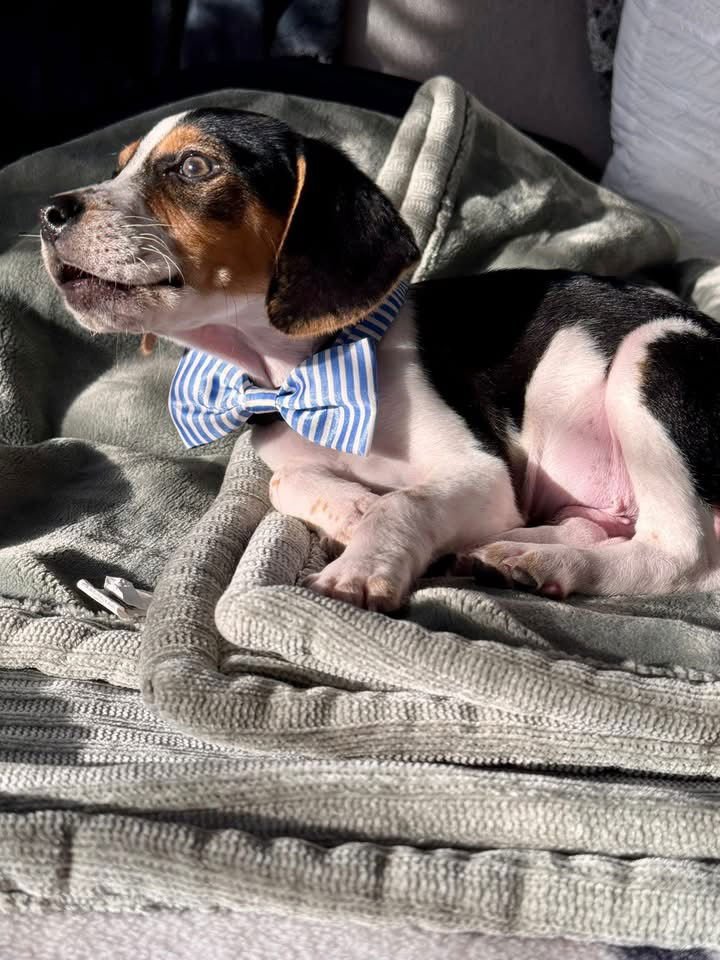 BENNY- APPLICATION PENDING - Beagle / Basset Hound available for adoption