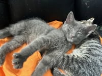 Sailor, Peg leg Pete, Marina AND OTHER KITTENS - Photo 1