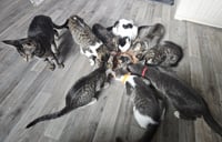 Sailor, Peg leg Pete, Marina AND OTHER KITTENS - Photo 3