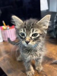 Sailor, Peg leg Pete, Marina AND OTHER KITTENS - Photo 4