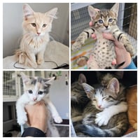 kitten Friends - Photo 1