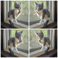 kitten Friends - Photo 7