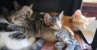 kitten Friends - Photo 5
