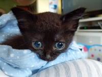 kitten Friends - Photo 9
