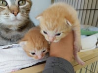 kitten Friends - Photo 11