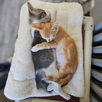 kitten Friends - Photo 3