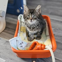 kitten Friends - Photo 4