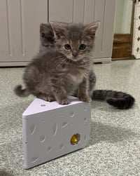 kitten Friends - Photo 10