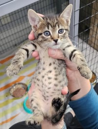 kitten Friends - Photo 6