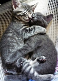 kitten Friends - Photo 8