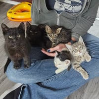 kitten Friends - Photo 2