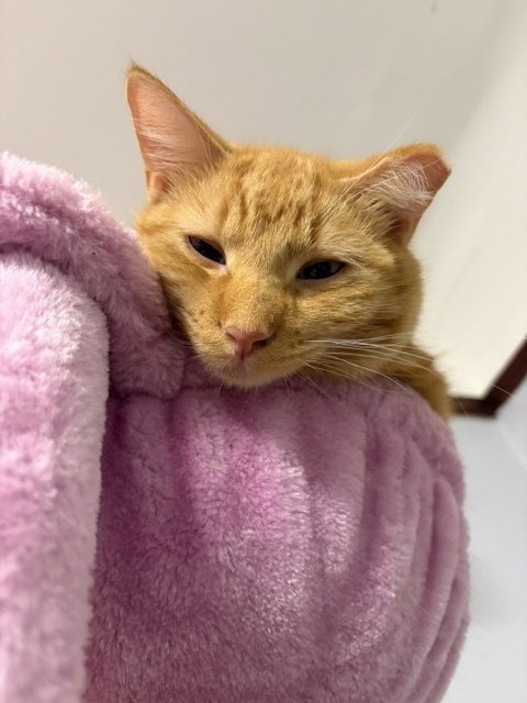 WEST - Tabby available for adoption