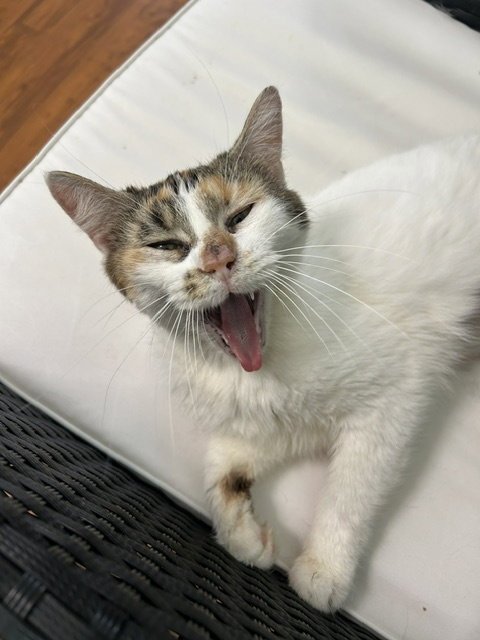 SAFFRON - Domestic Short Hair available for adoption