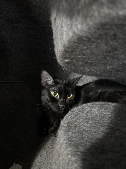 BEETLE - Tabby available for adoption