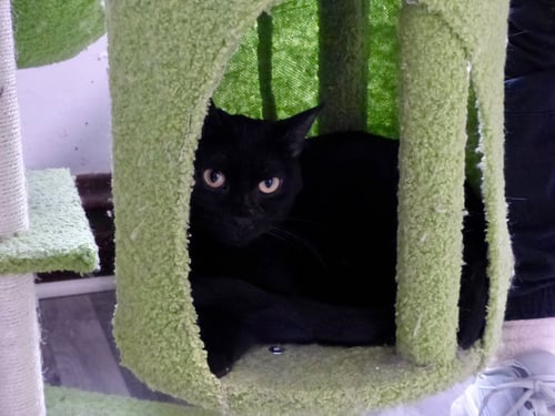 BEETLE - Tabby for adoption in Chicago