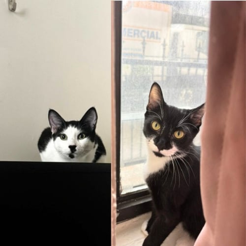 MAGIC & SOUND CHAMBER - Domestic Short Hair available for adoption