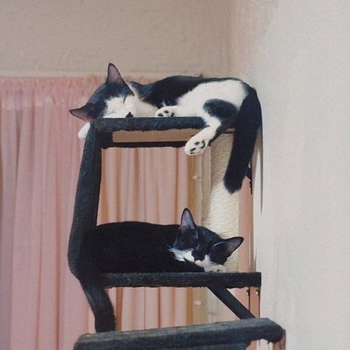 MAGIC & SOUND CHAMBER - Domestic Short Hair available for adoption